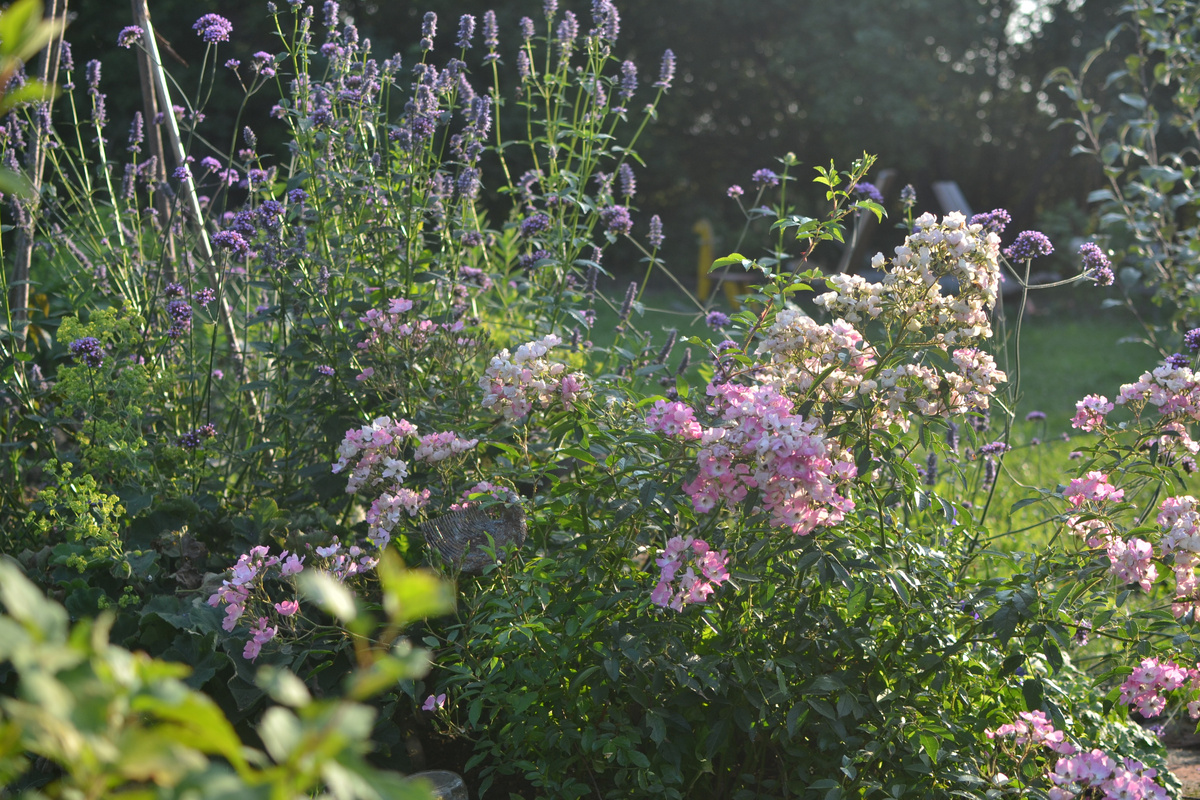 Роза Балерина, лофант и вербена бонарская, две фотографии, листайте