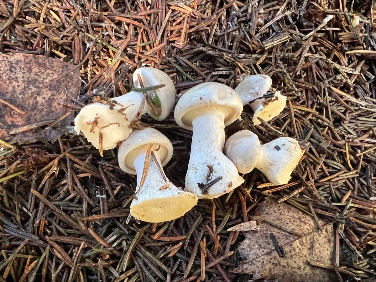 Юная  говорушка дымчатая (Clitocybe nebularis)