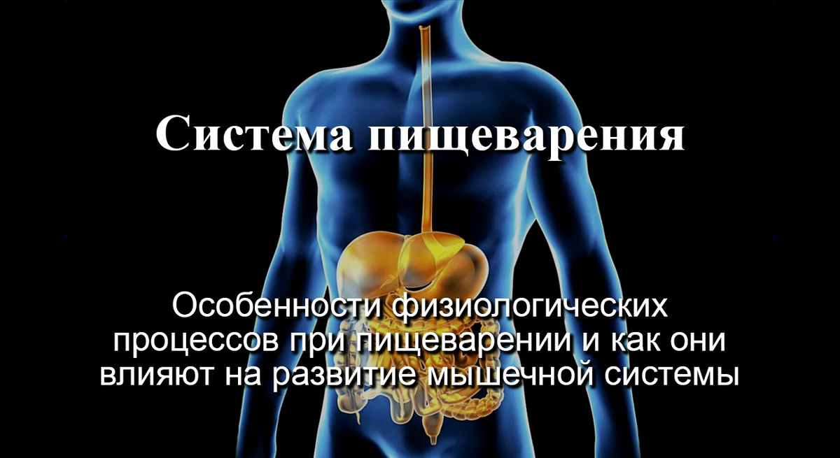 Система пищеварения
