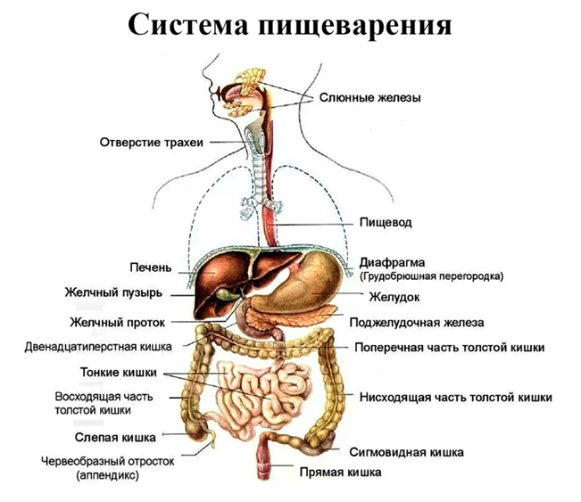 Система пищеварения