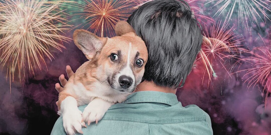 Что делать, если собака боится салюта и петард: полное руководство