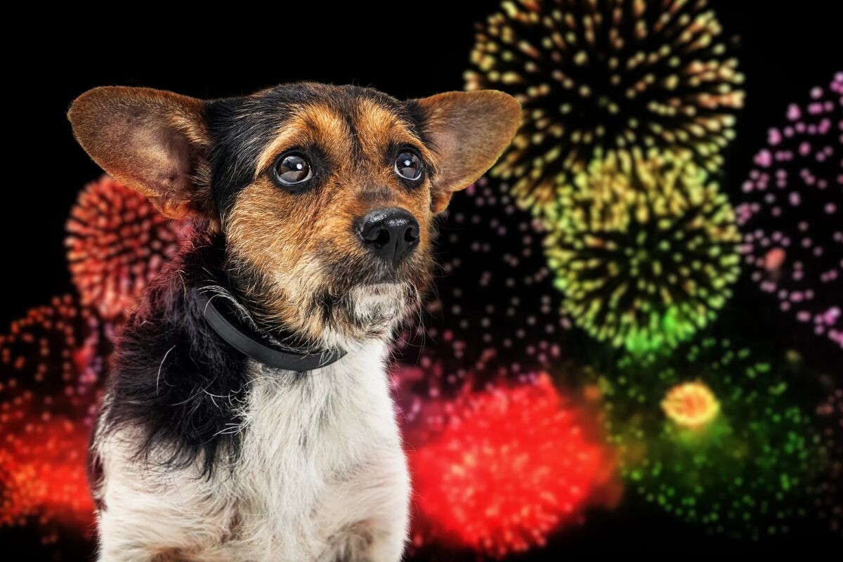 Собака боится выстрелов салютов