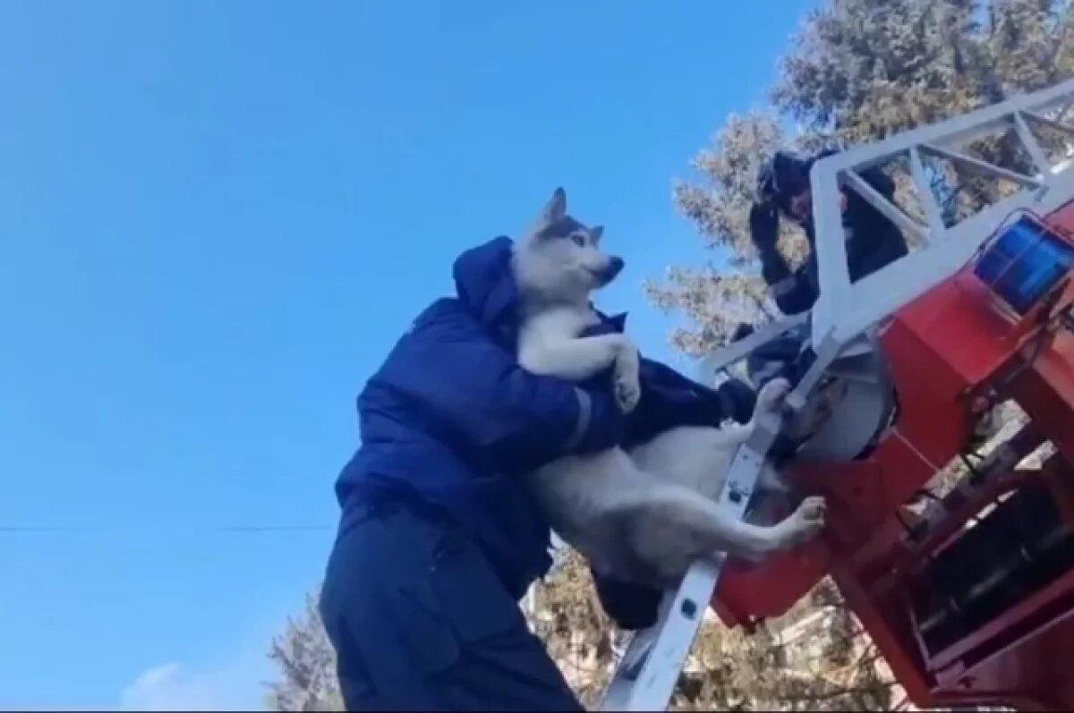    С балкона в Биробиджане спасли собаку, находившуюся двое суток на морозе