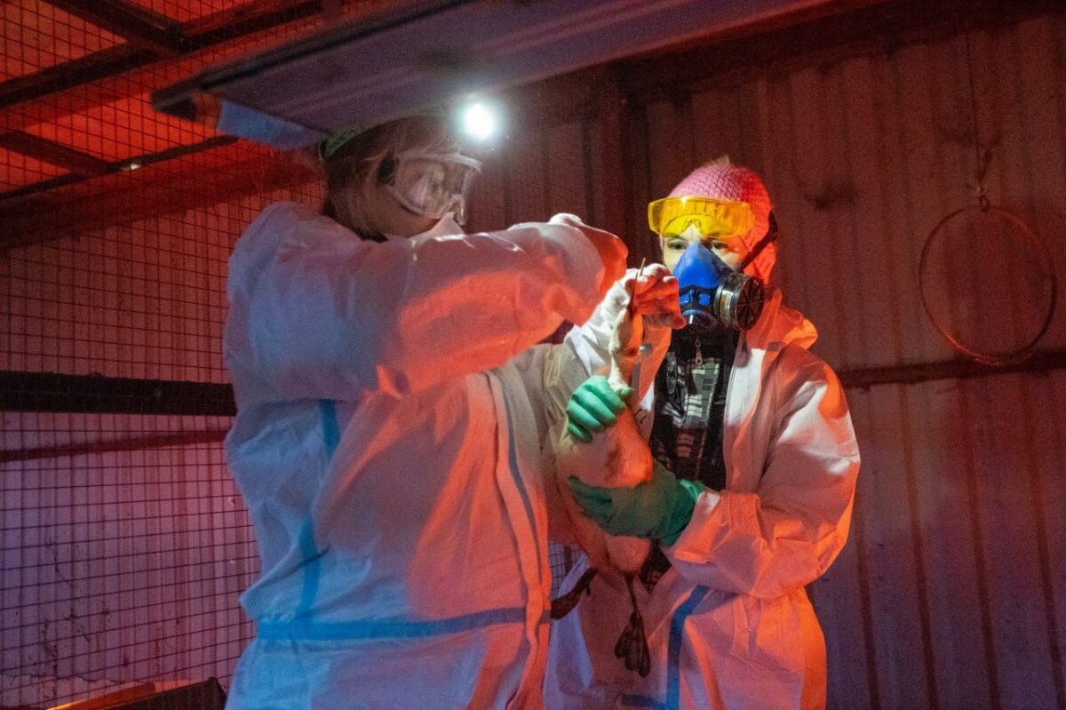     Штаб по отлову птиц. Источник: @opershtab23 Автор фото: ТК Оперативный штаб - Краснодарский край