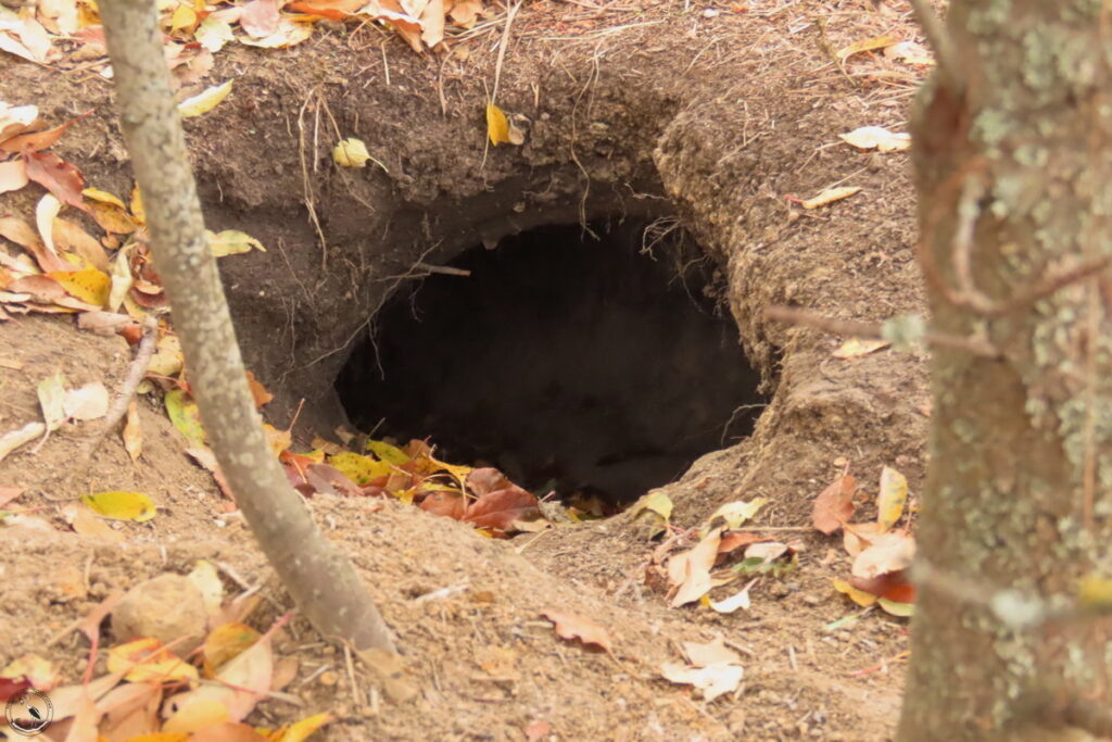   Вход в нору барсука. Ноябрь 2024 Анна Власова