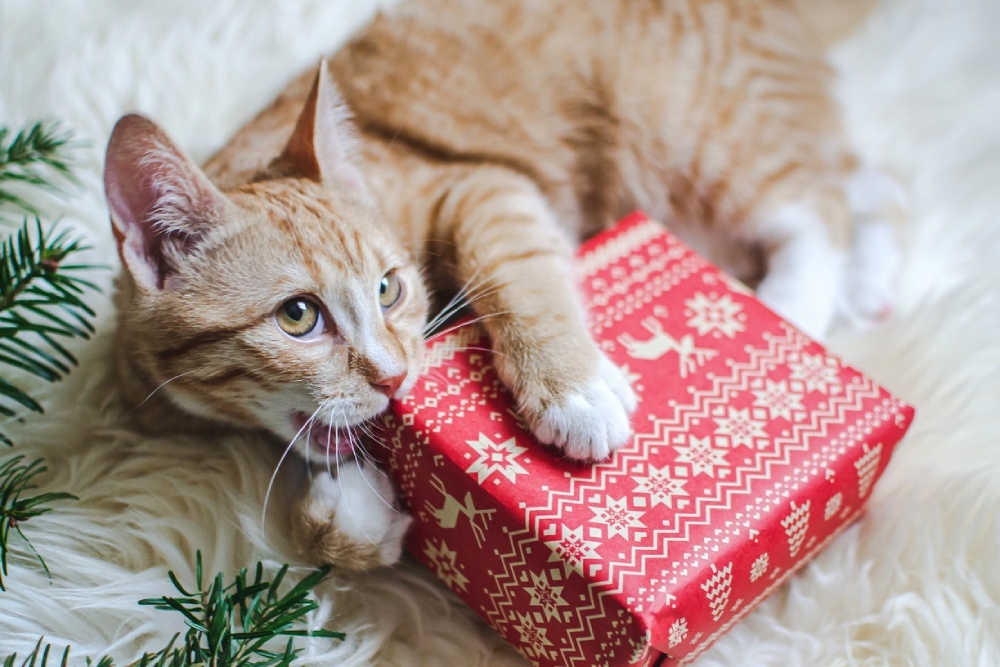 источник фото: https://cdnstatic.rg.ru/uploads/images/2023/12/31/istock-1165704324_e33.jpg