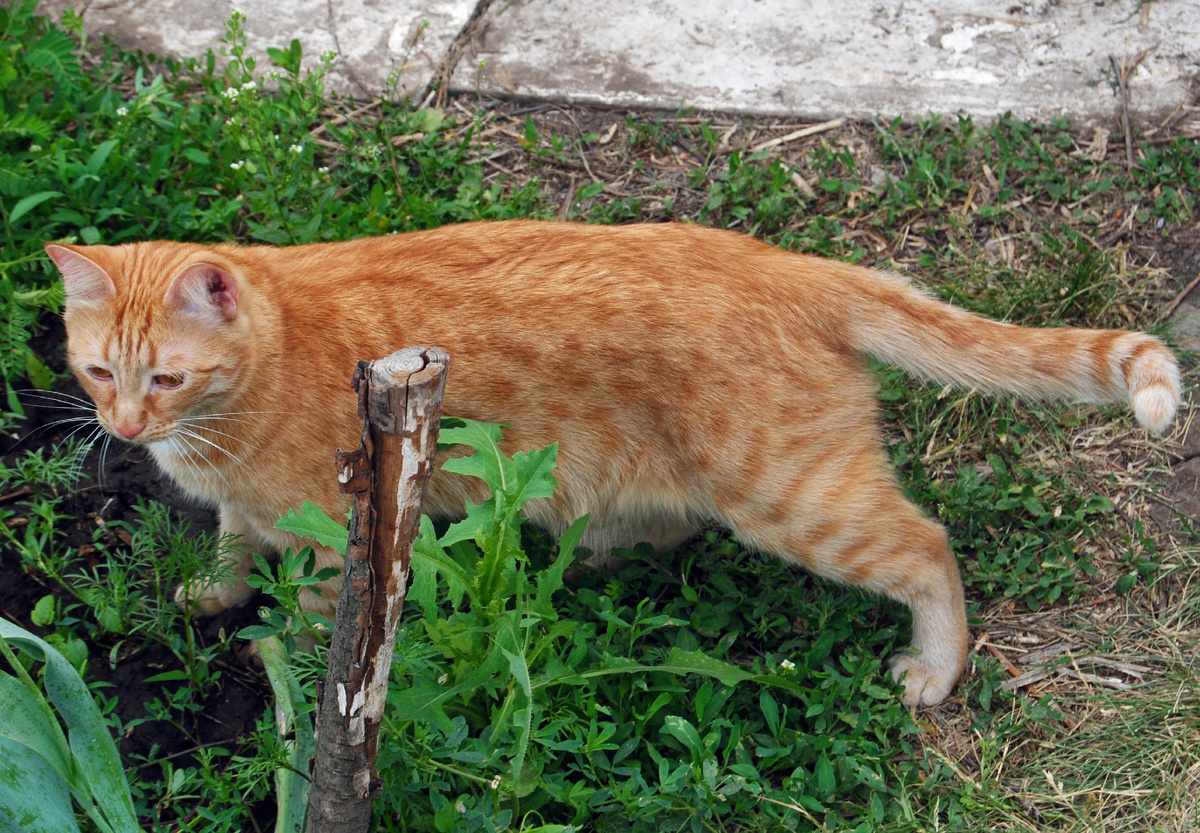 Малыш дачный