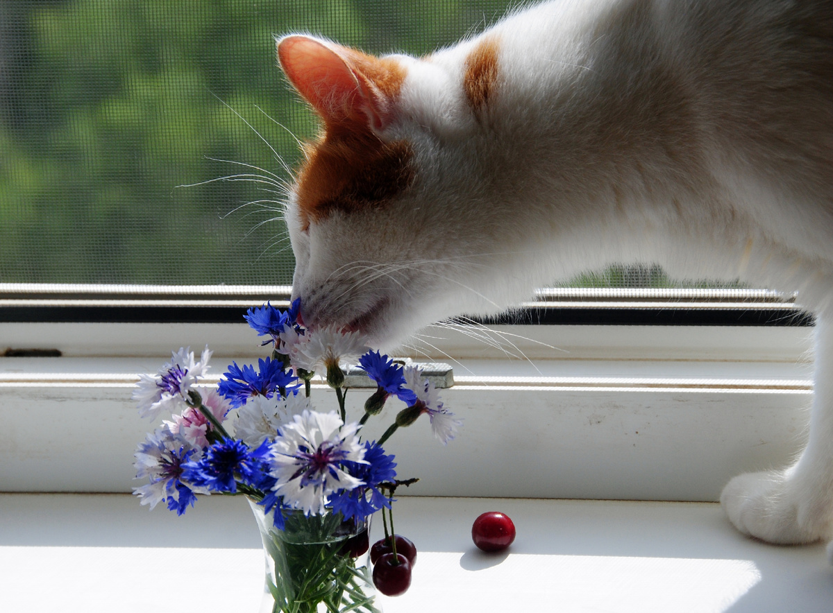 Васька-эстет