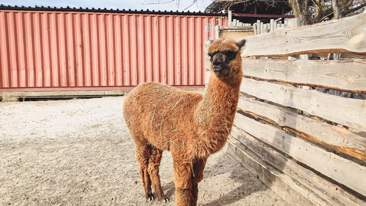 Фото: Сергей Рудковский. 1MI. Лама в зоопарке