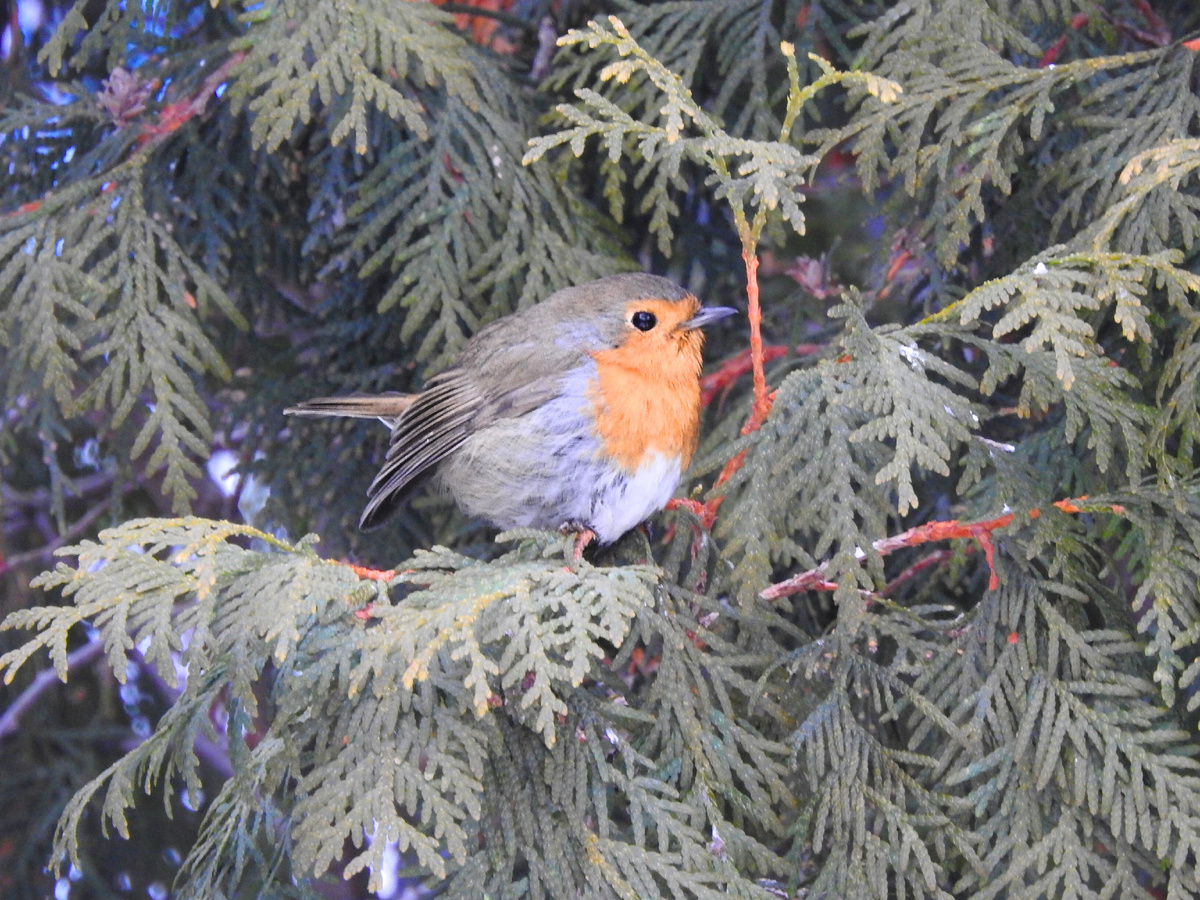 29.12.24, фото автора