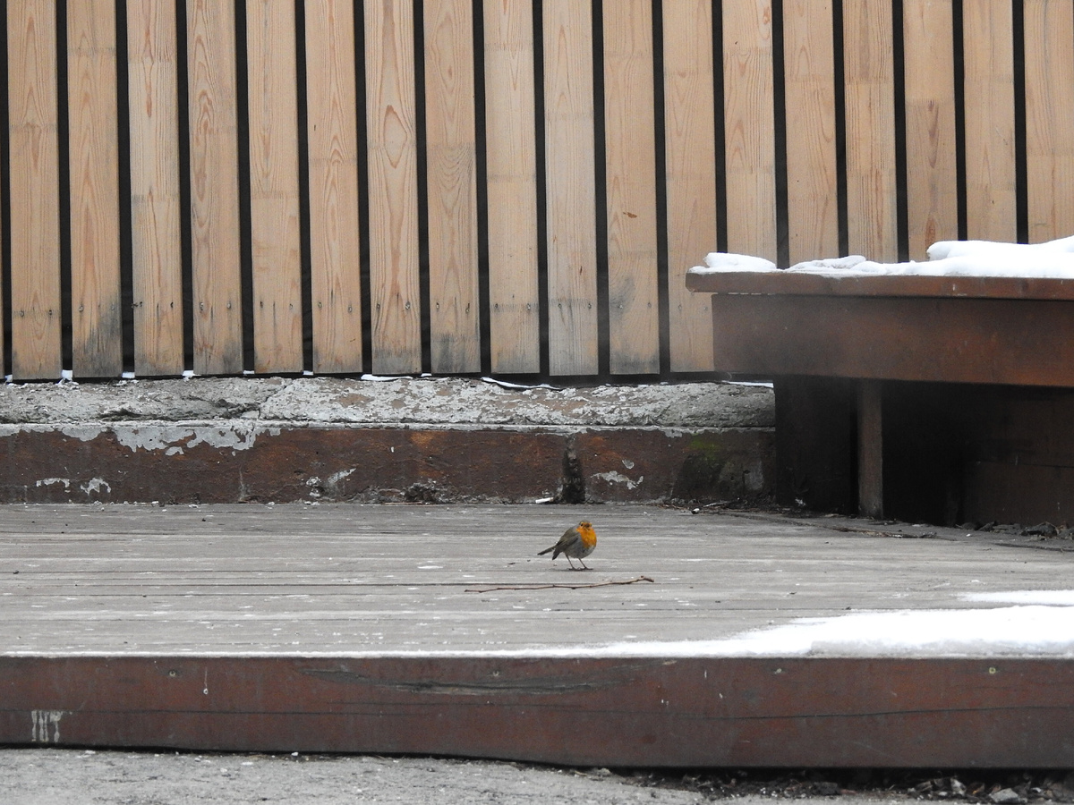 Зарянка, 29 декабря, фото автора