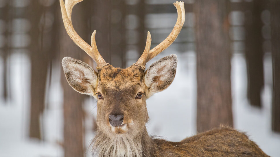 Пятнистый олень в ярославском зоопарке.📷Фото: Илья Бесхлебный