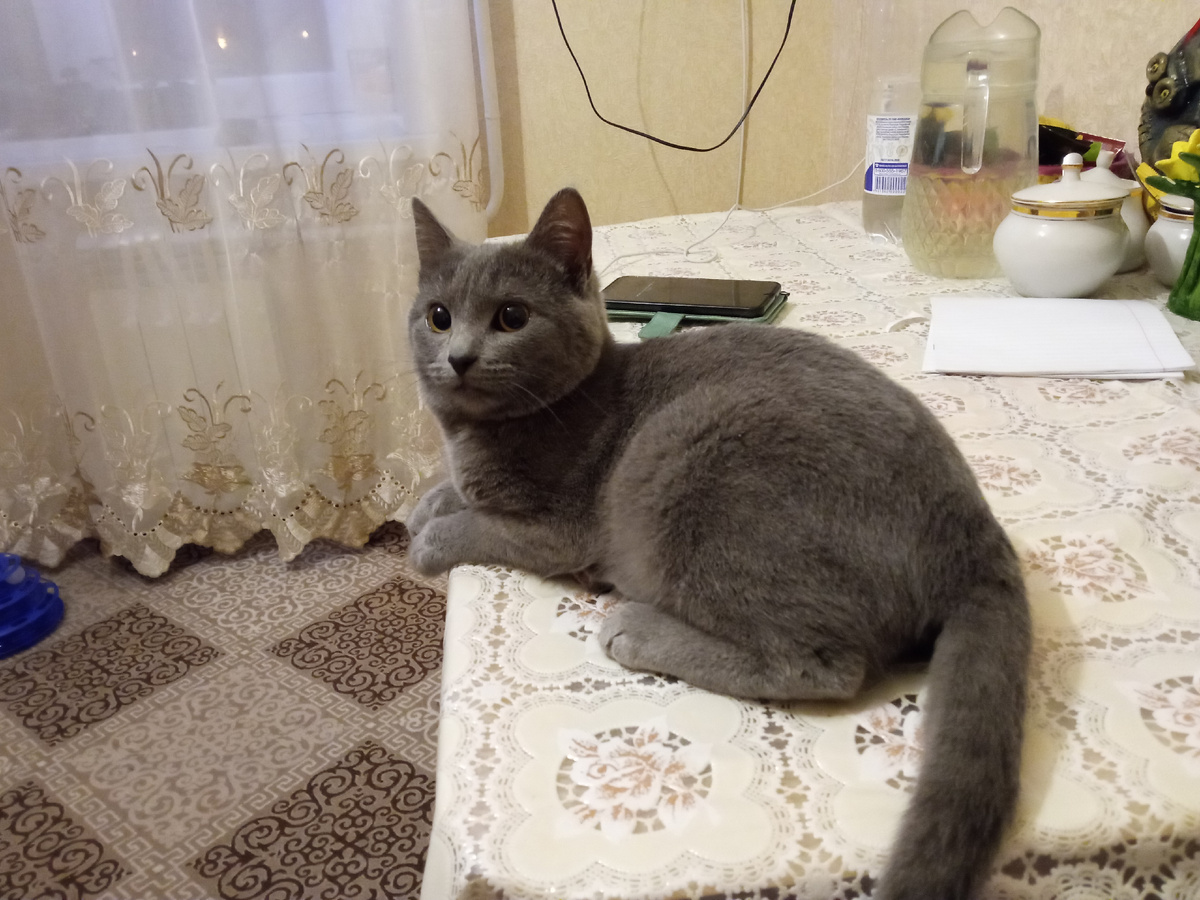 Котик Мурзик лежит на столе, где детишки писали пожелания Деду Морозу. 