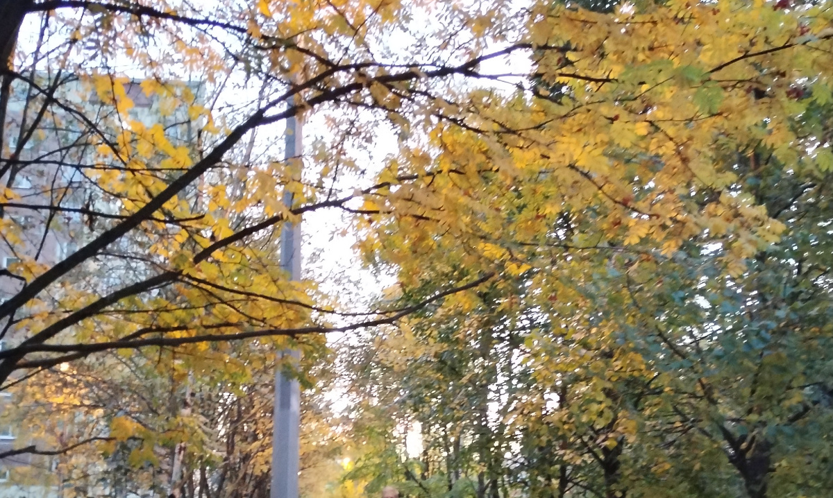 Слова, как листья... Из личных фото автора Лидии Шатиловой