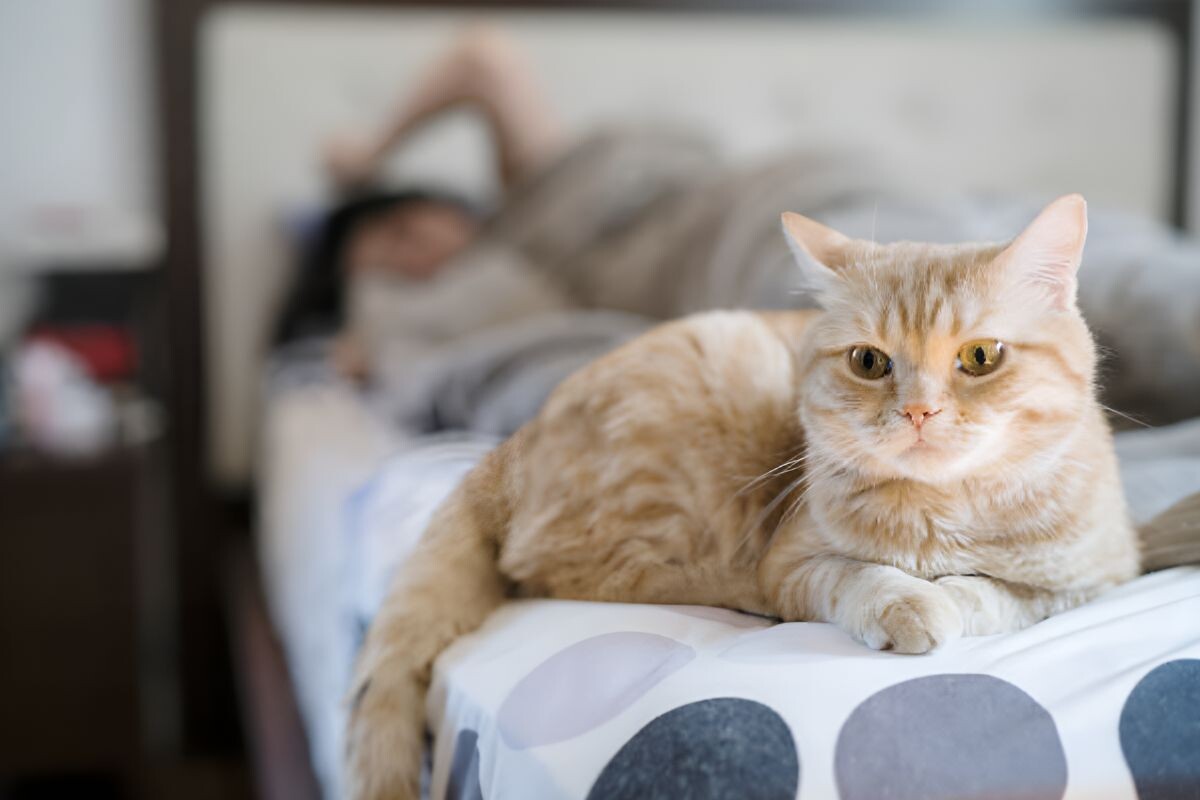 Понимают ли кошки, что человек спит