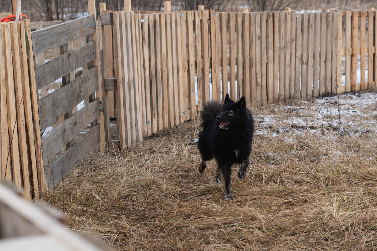 Пастушок-оленегончик Яшенька