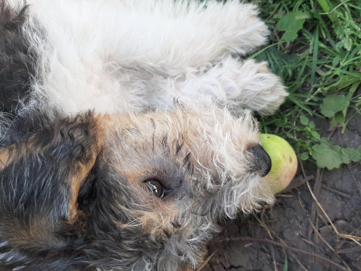 Тиму 2 месяца