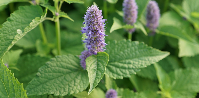 Разместите мяту в полутени