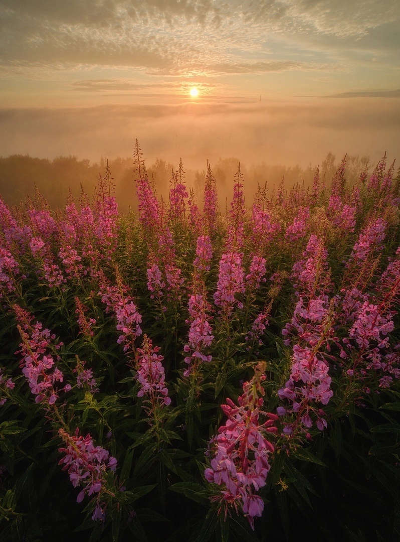 Иван-чай, он же кипрей. Фото из интернета.