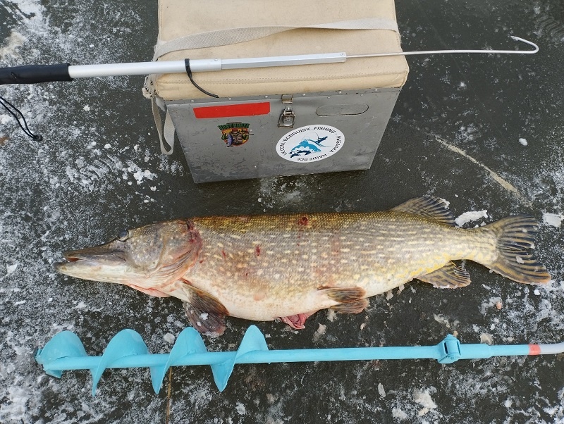 Огромная щука, которую поймал Олег. Кому на первом льду удалось поймать такую? Сергей Белевич  📷
