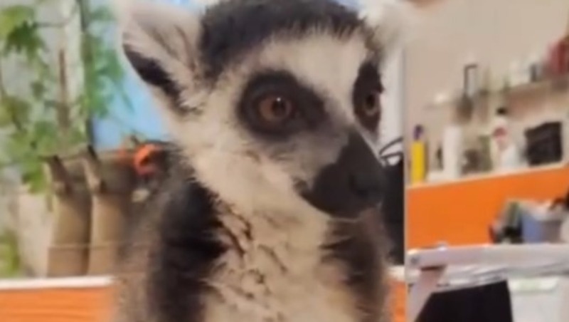      Фото: Телеграм-канал «Ставрополь: город и мы»