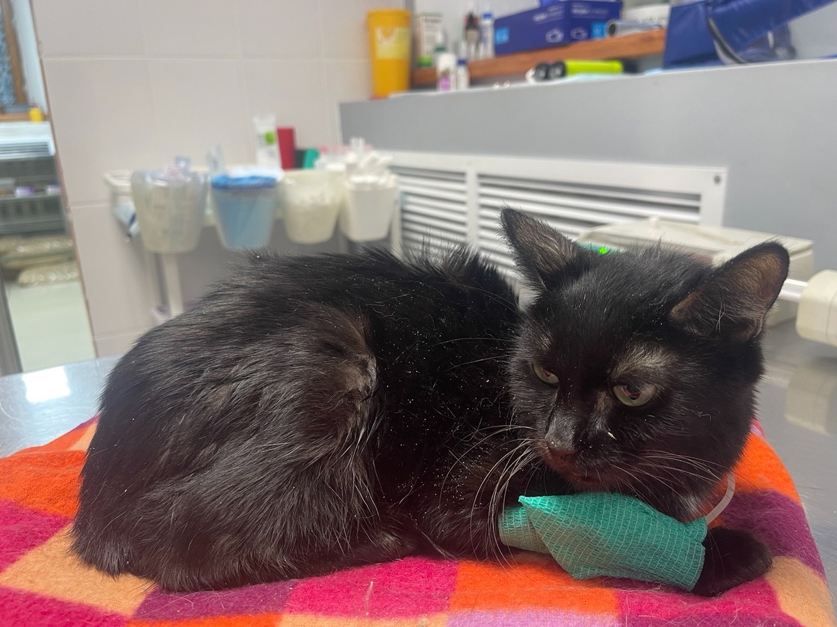 Дина в ветклинике