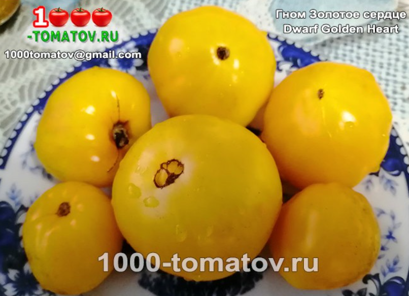Томат Гном Золотое сердце Dwarf Golden Heart Фото 2