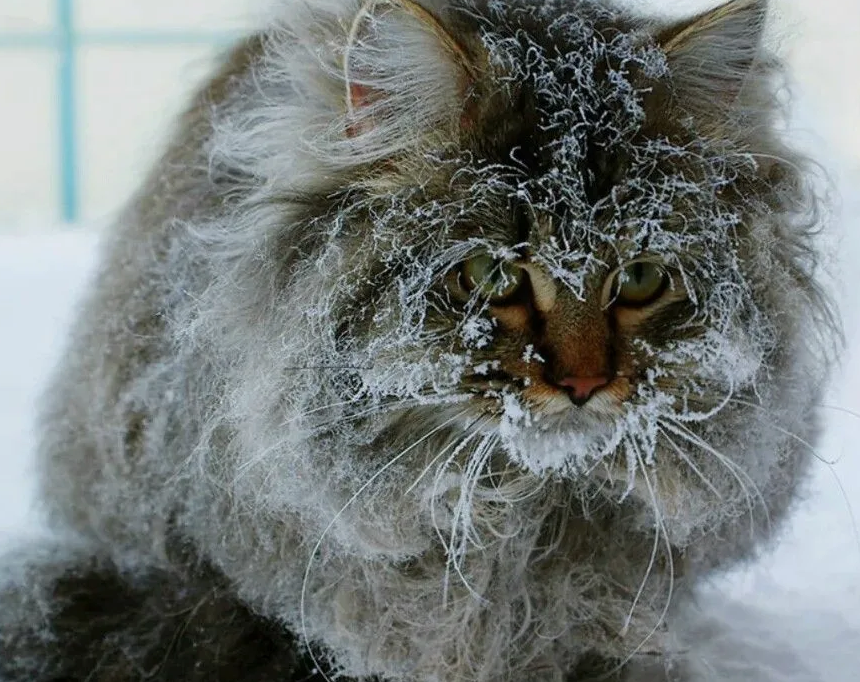 Замерший кот