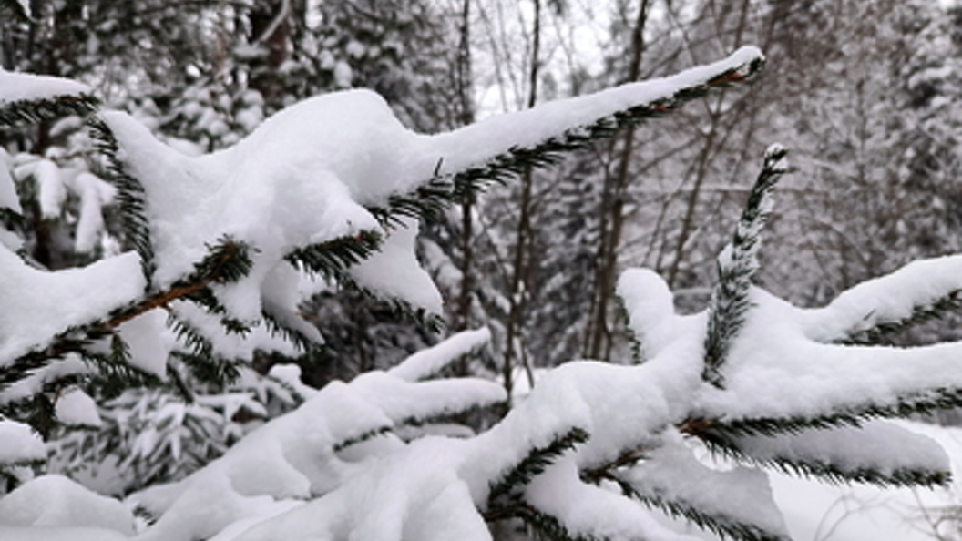    Фото: Maksim Konstantinov/Globallookpress.