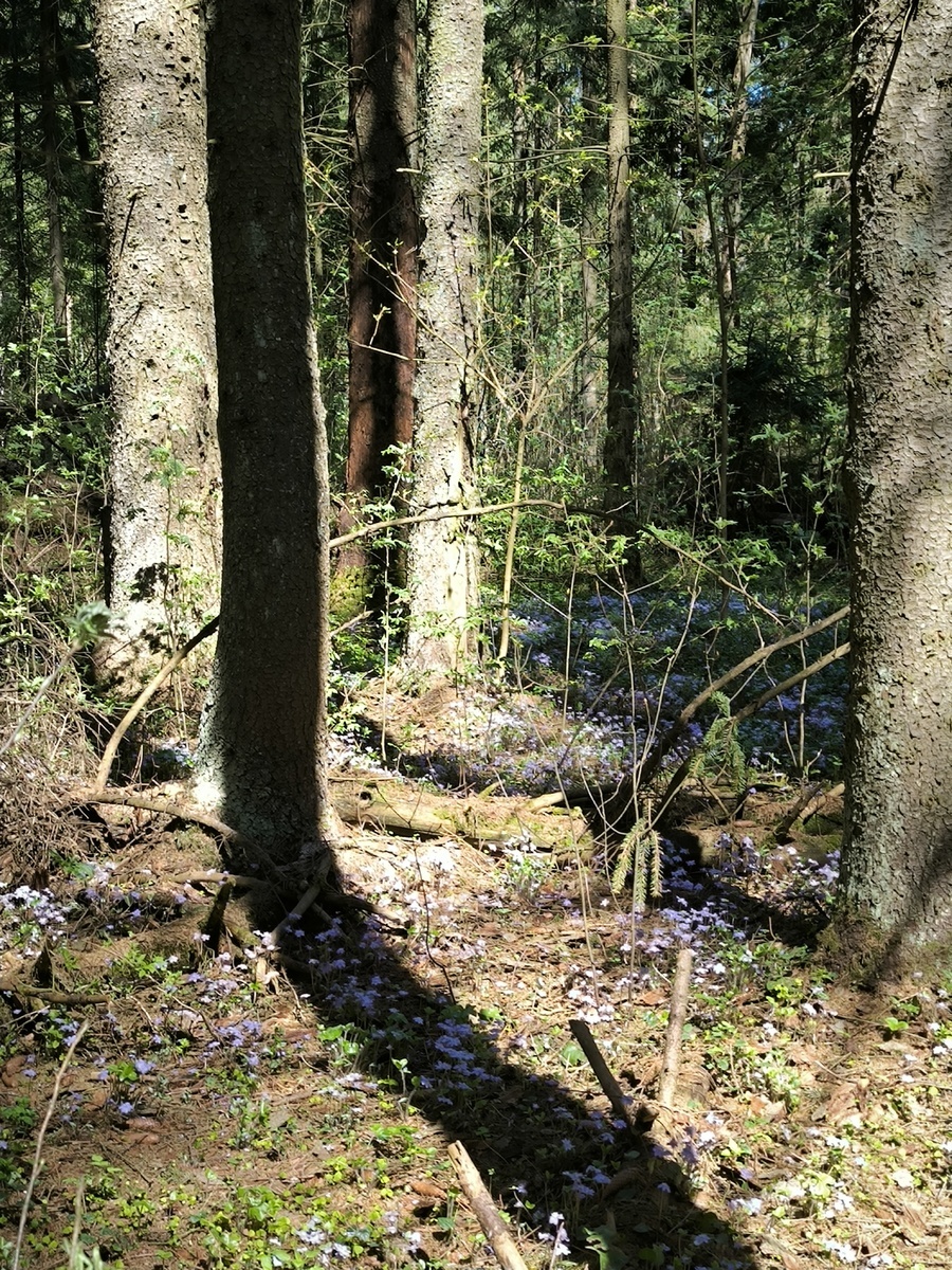 Автор фото Кое-что умею