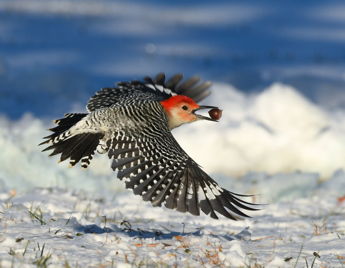 Каролинский меланерпес в полете (фото, к сожалению, не мое, а James Weatherly)).