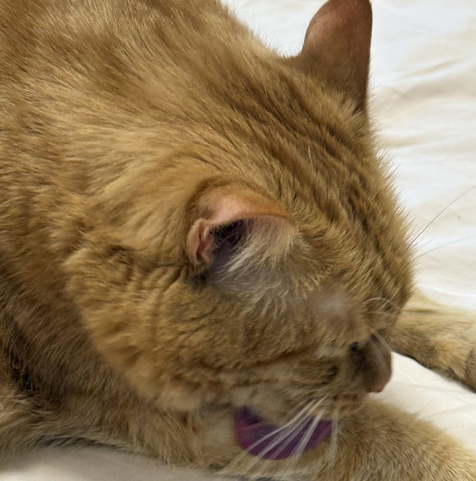 Вылизывание шерсти