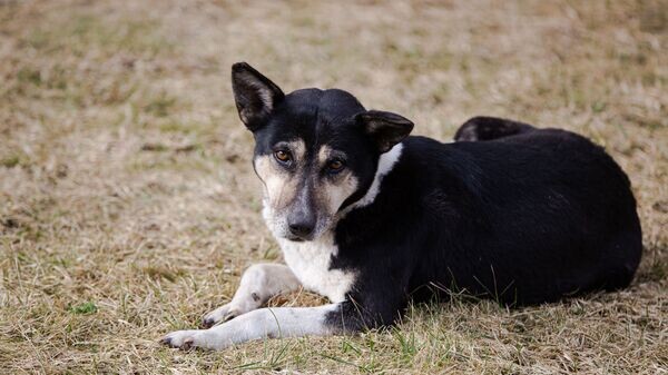    © Sputnik / Mihai Caraus