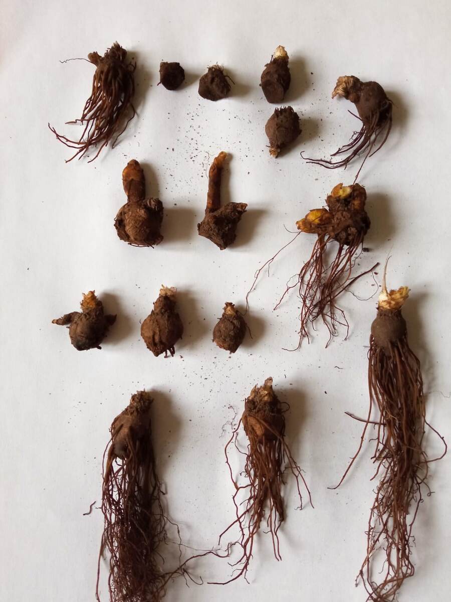 Выкопанные и вымытые клубни. У некоторых корни удалены, у некоторых - оставлены.