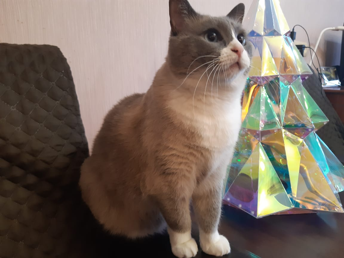 А елку включать, вы собираетесь?