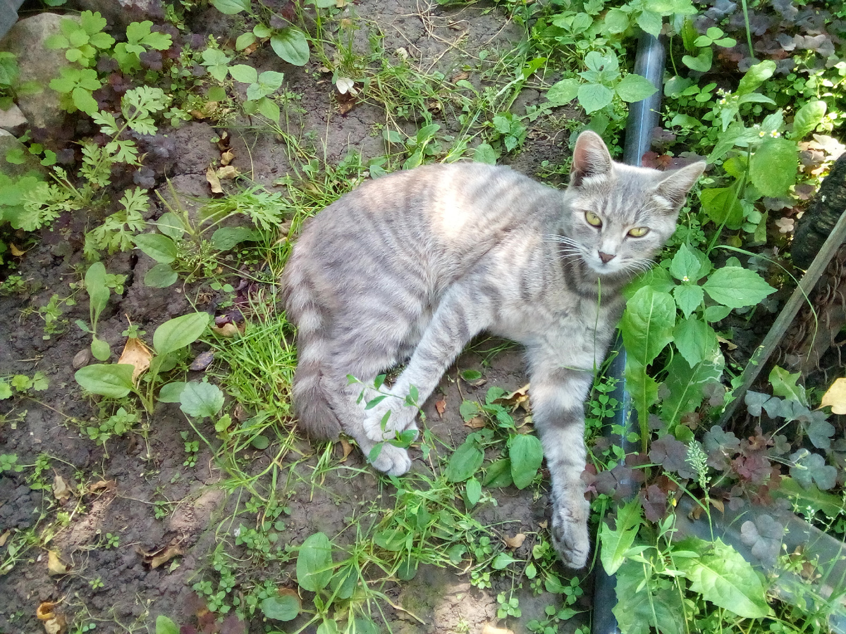 Муся, Мусильда, моя красавица...Прообраз героини истории. 