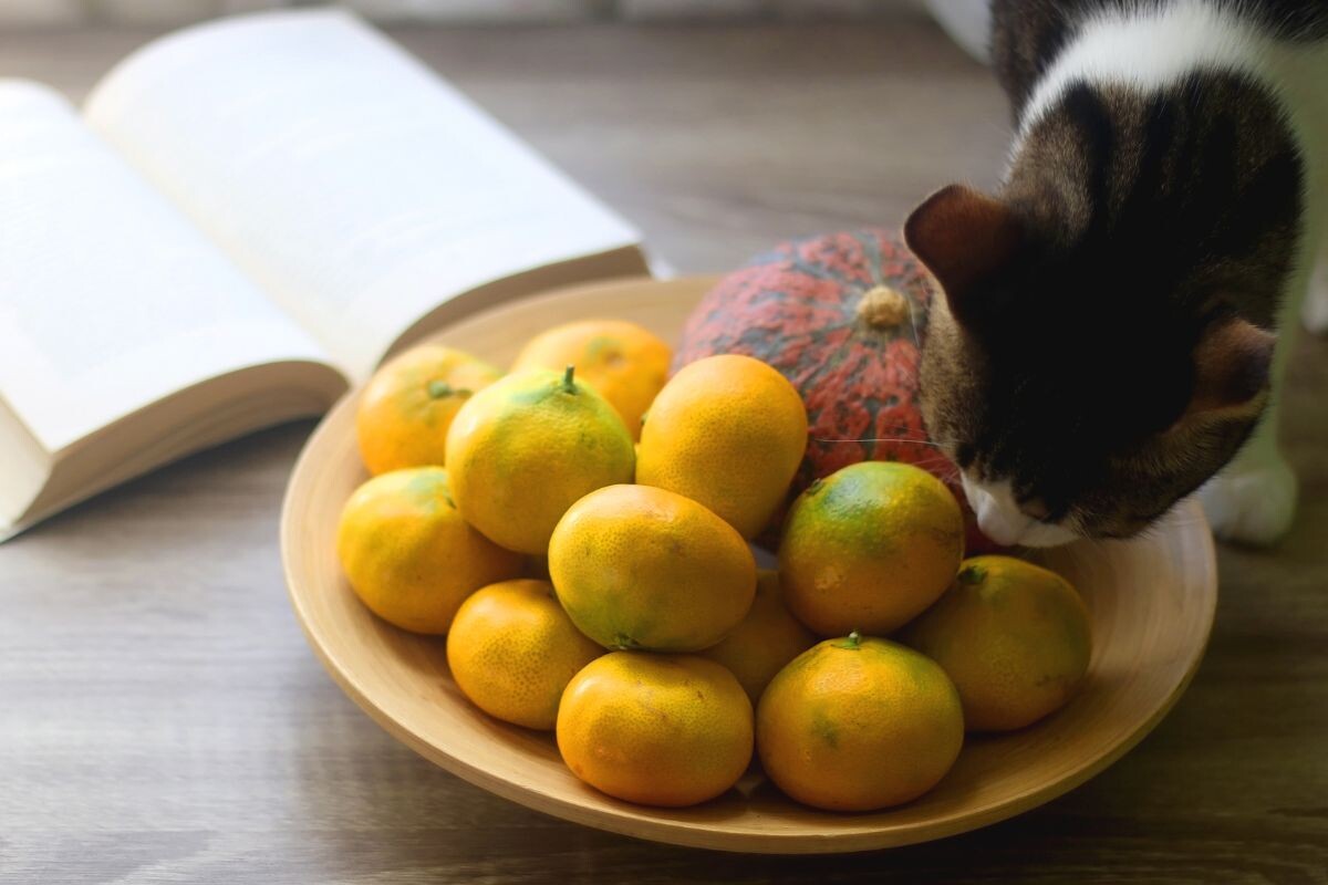 Можно ли кошкам мандарины