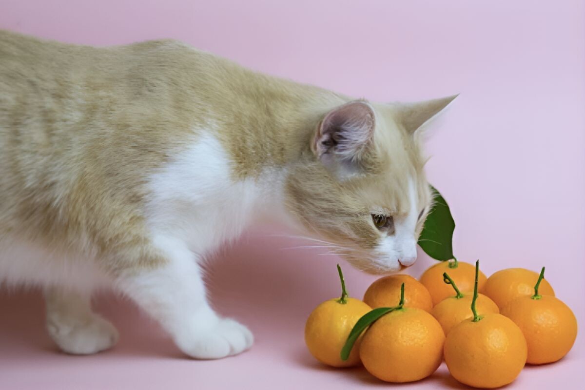 Можно ли кошкам давать мандарины