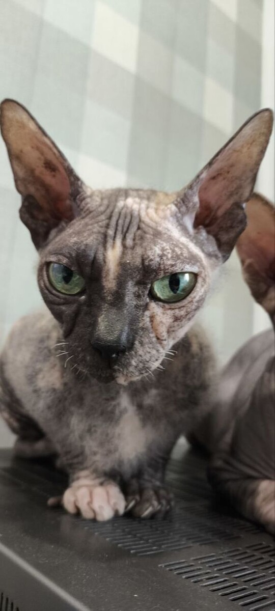 Листайте вправо, чтобы увидеть больше изображений