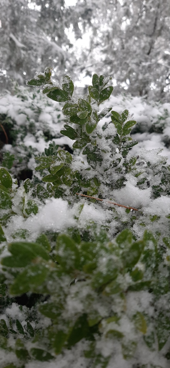 Буксус в ледяной корке 