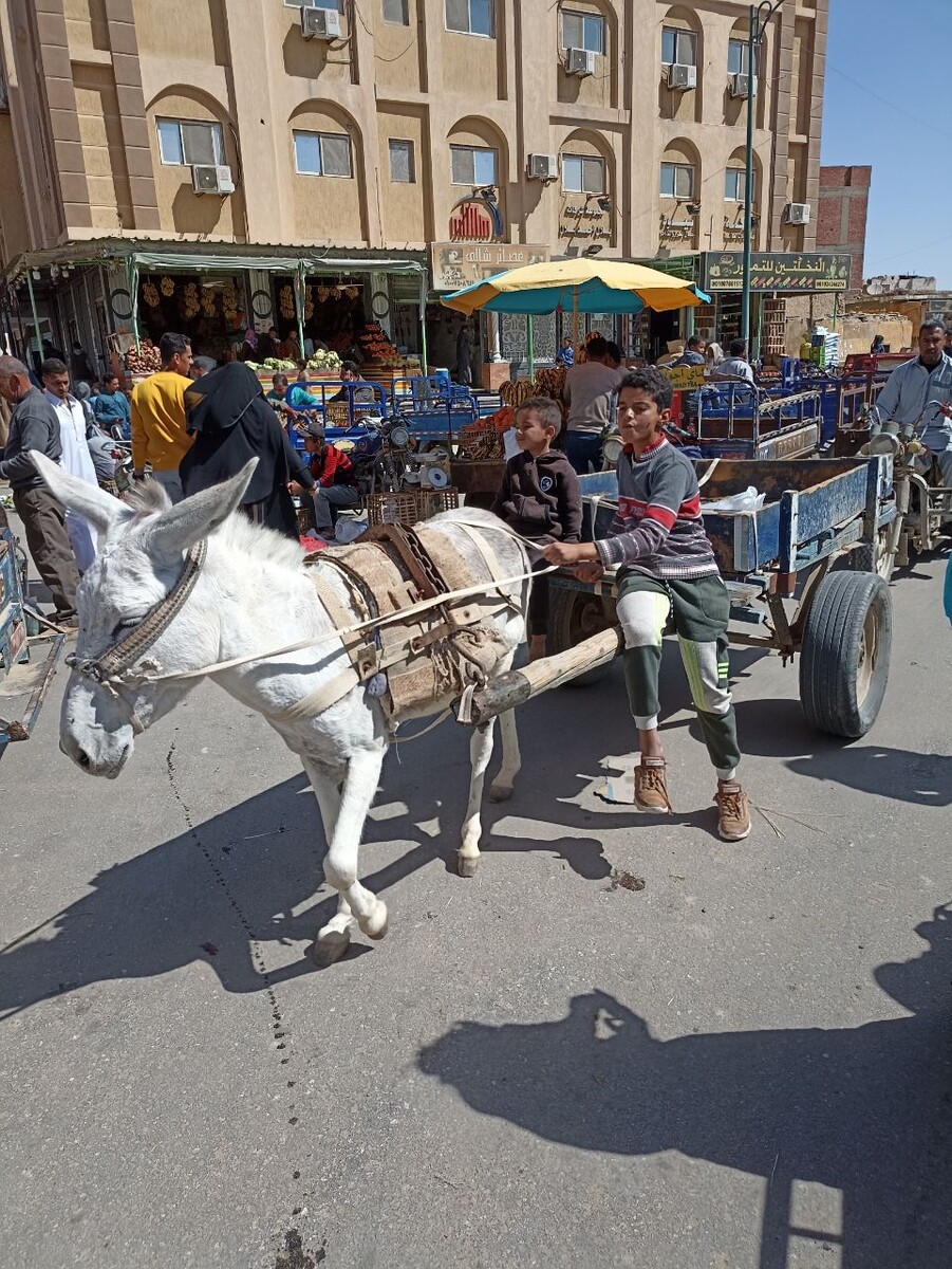 Время в Сиве воспринимается иначе. Гужевой транспорт до сих пор активно ходит по улицам