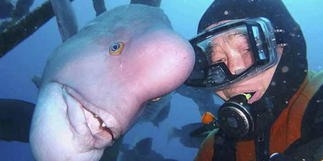 Дайвер спас рыбу, но не ожидал, что она будет ждать его на дне больше 30 лет