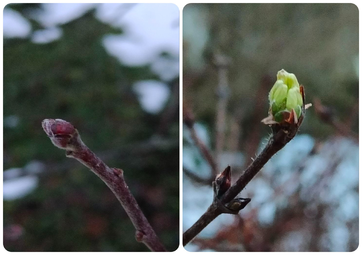 яблоня и жимолость