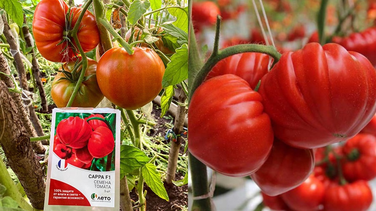 Три плода томата Сарра F1. Общий вес 670 грамм. 