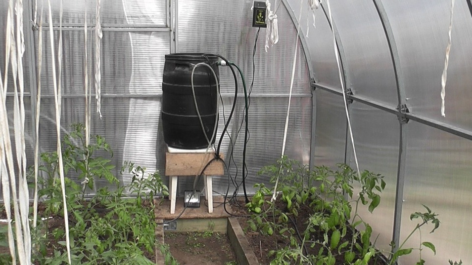 Контроль температуры и влажности - ключ к здоровью томатов