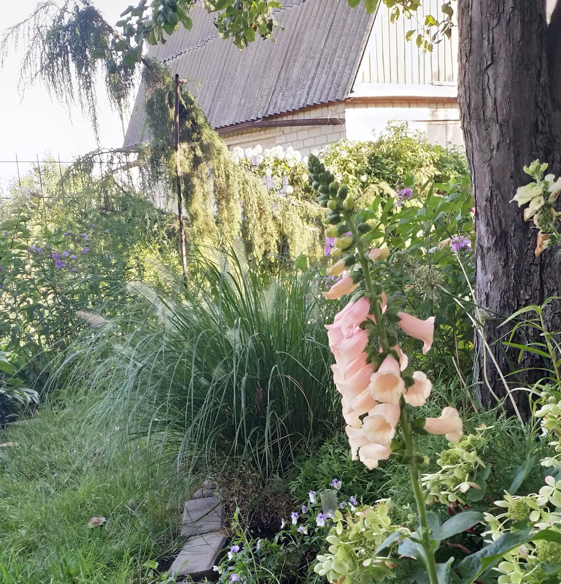 Наперстянка Dalmatian pink из семян ручной фасовки 