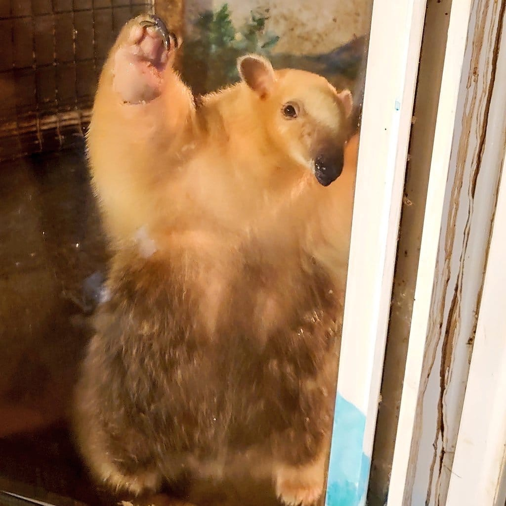 Толстый мишка - не значит жирный!