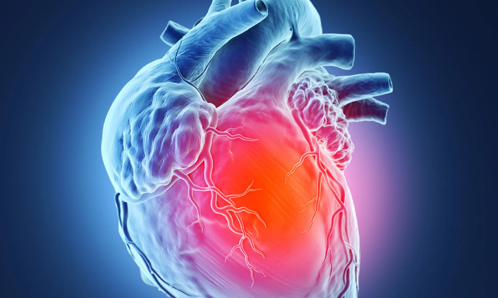 Сердце человека