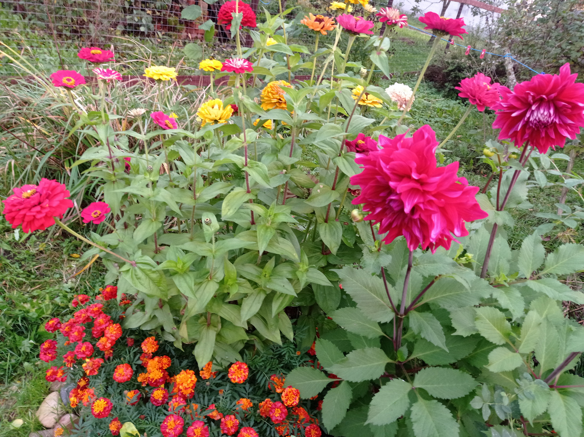 Эти цинии и бархатцы сажала покупной рассадой. Сама в прошлом году цветы не посяла