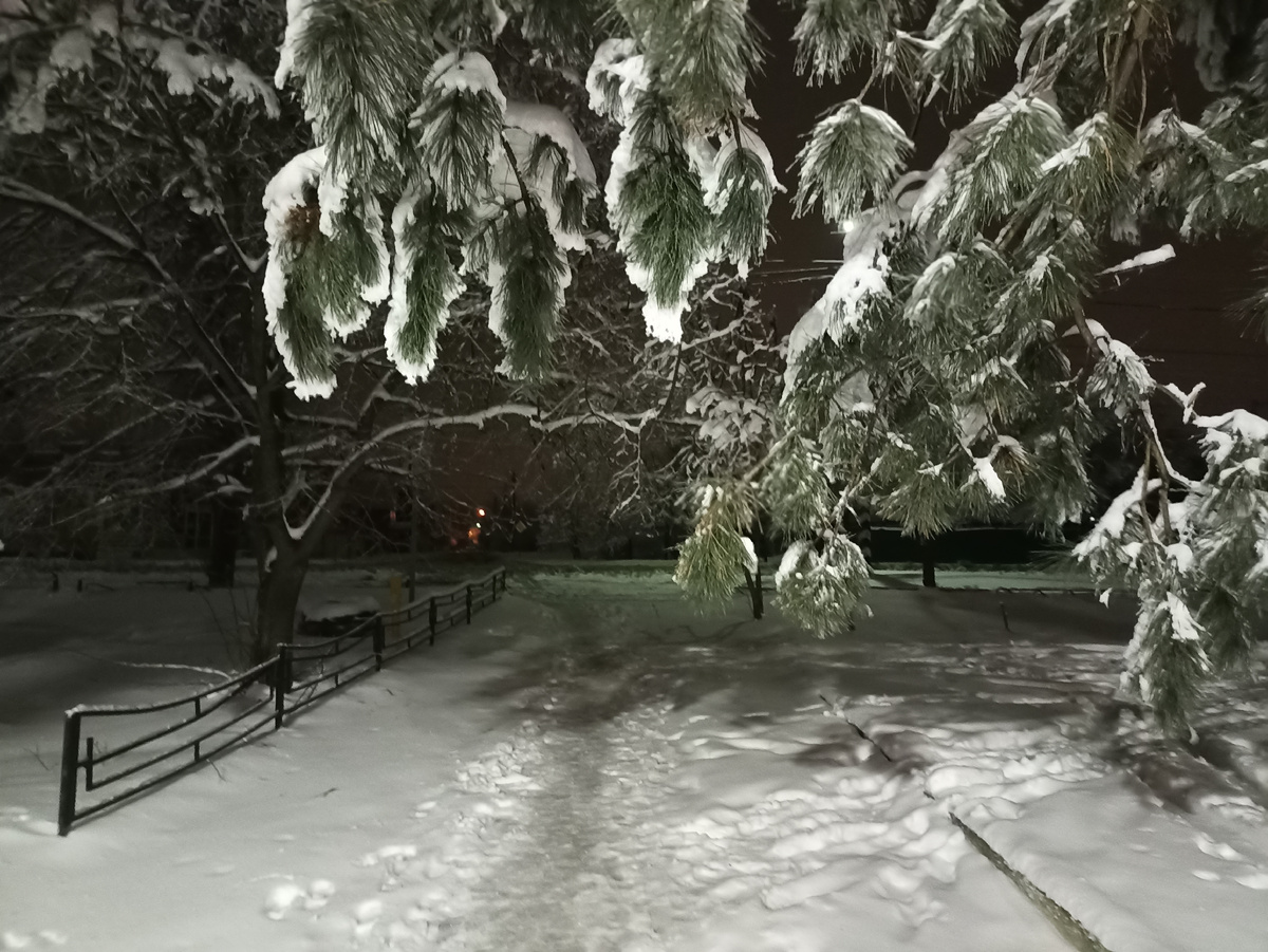 Снег на деревьях 9.02.2024г.